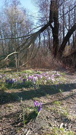 Volkspark Jungfernheide